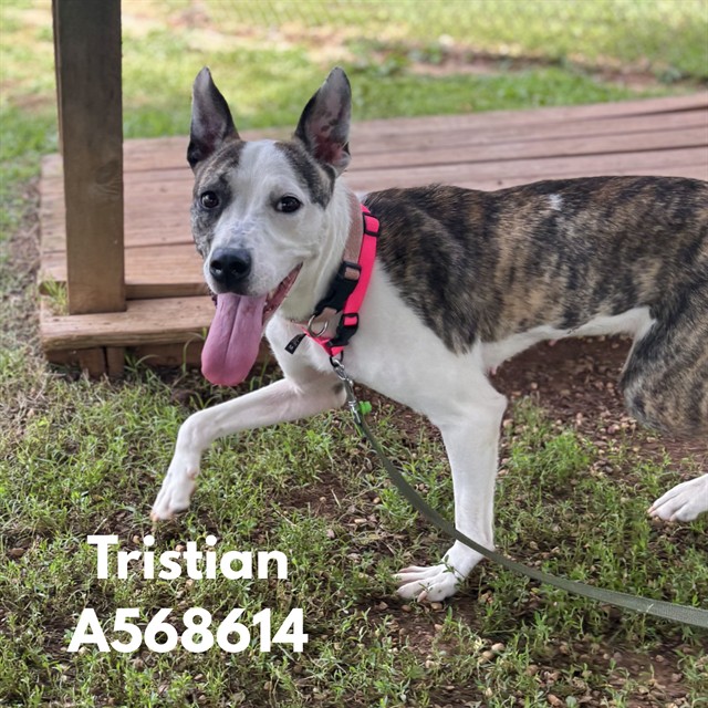 Tristian
