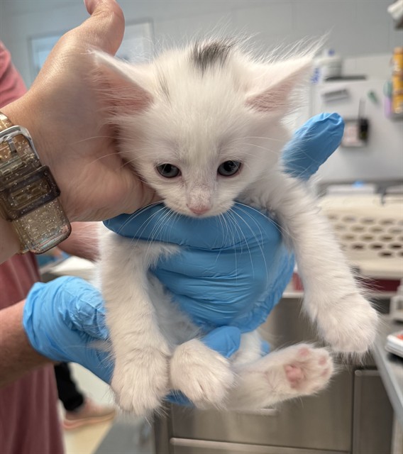 Adoptable Cat