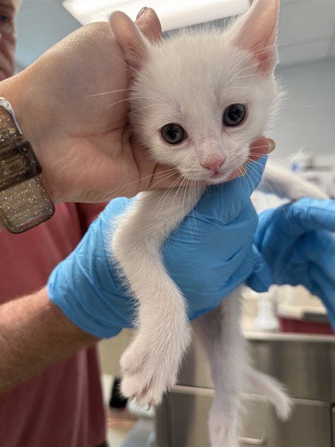 Adoptable Cat