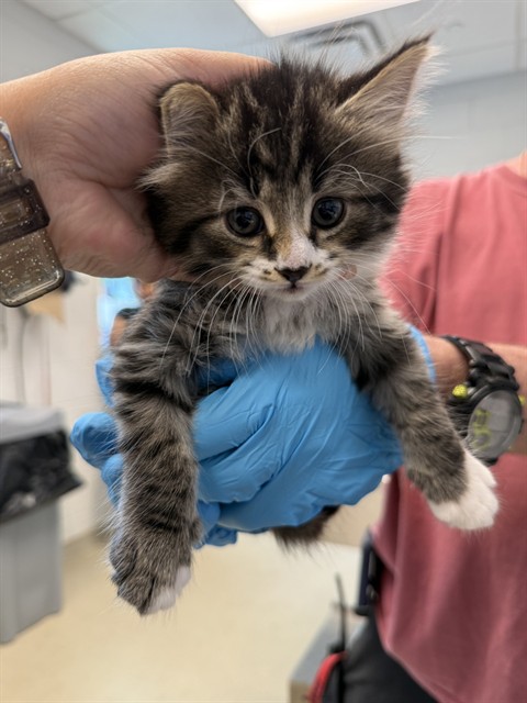 Adoptable Cat