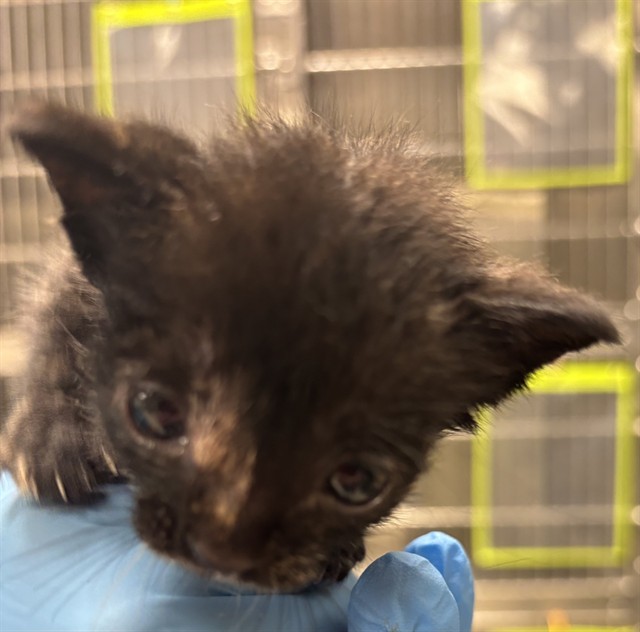 Shelter Staff Named Me *Rose