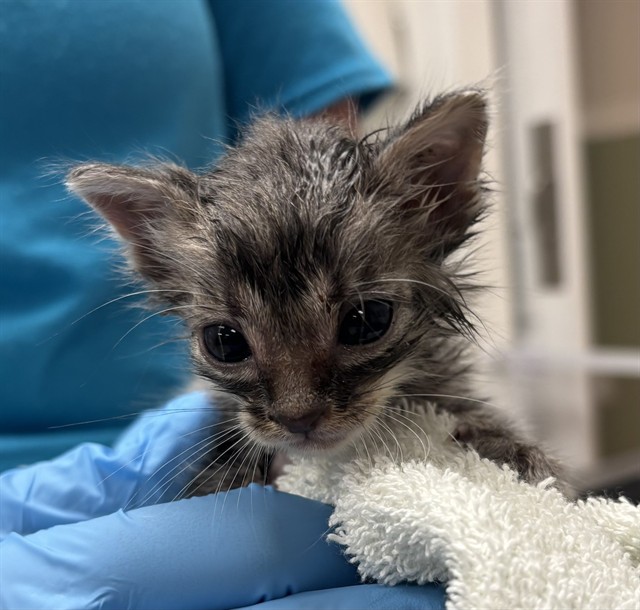 Shelter Staff Named Me *Sophia