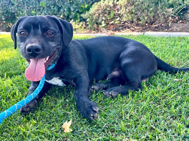 Goose- Pending Adoption