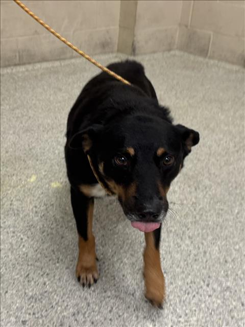 Adoptable Dog