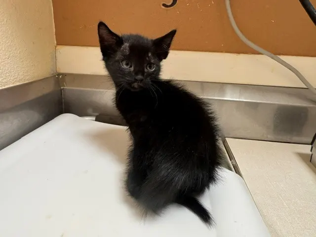 Tom