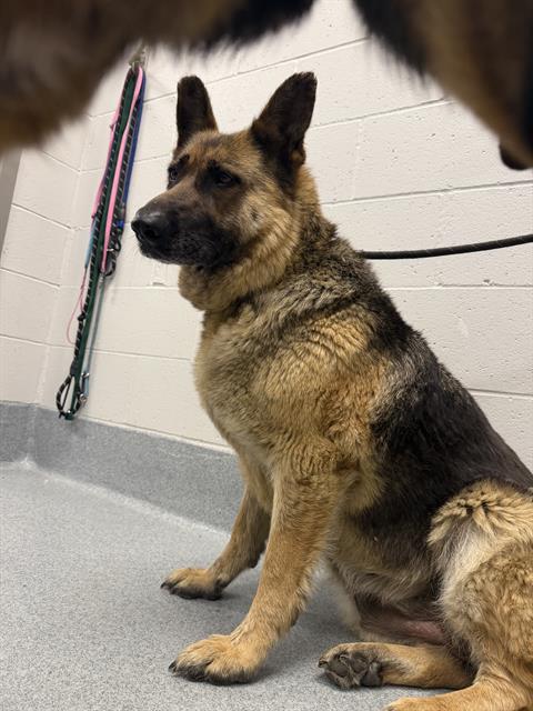 Laila
