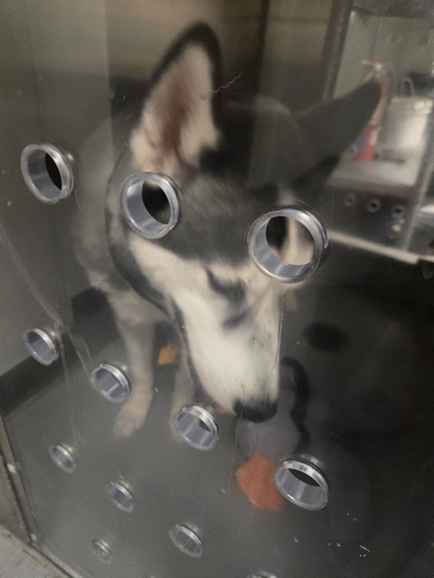 Adoptable Dog