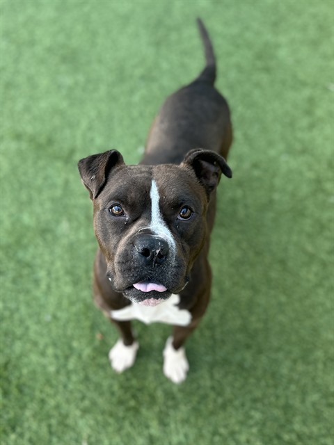 Zimba