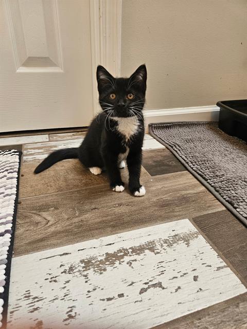 Lady Junipurr