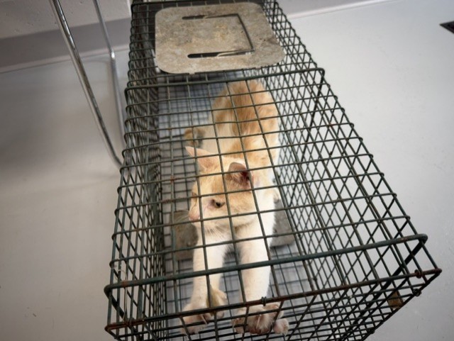 Adoptable Cat