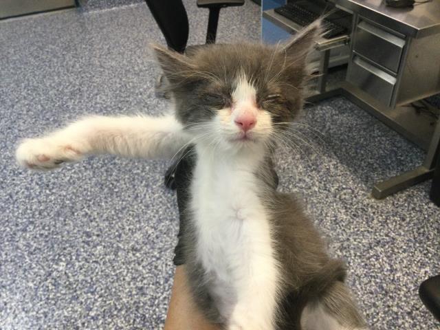Adoptable Cat