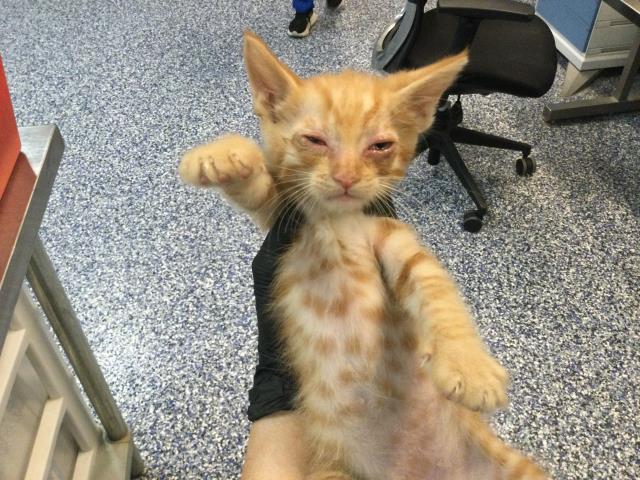 Adoptable Cat