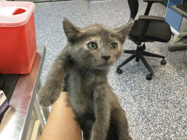 Adoptable Cat