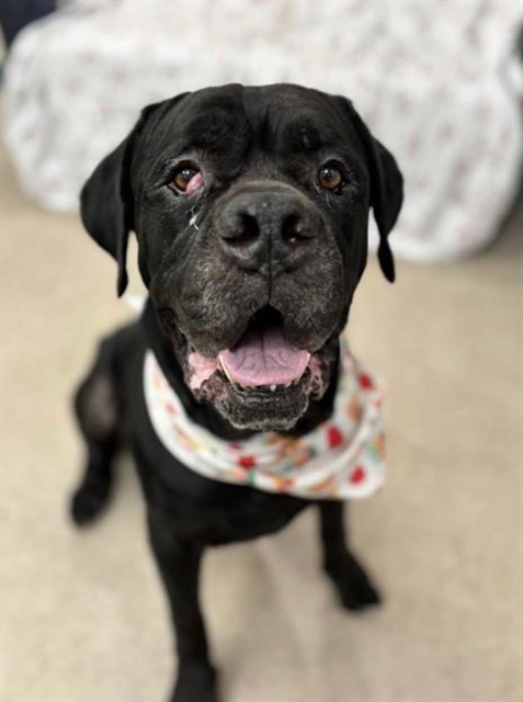 Samson