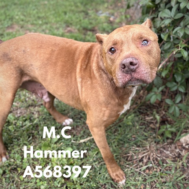 M.C. Hammer