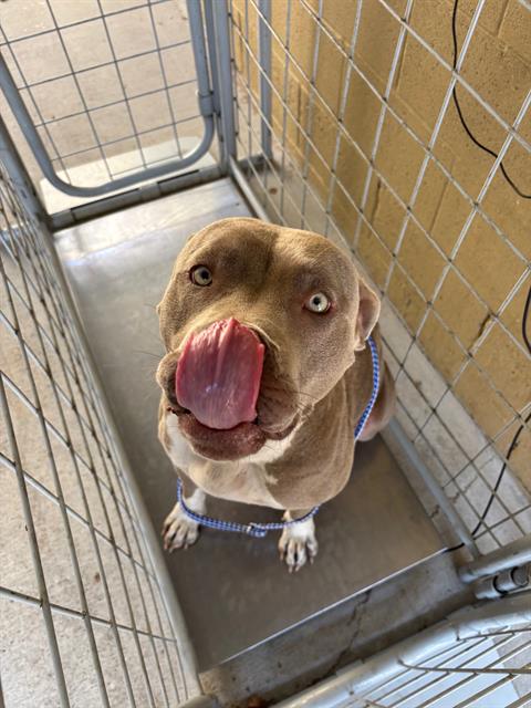 Adoptable Dog