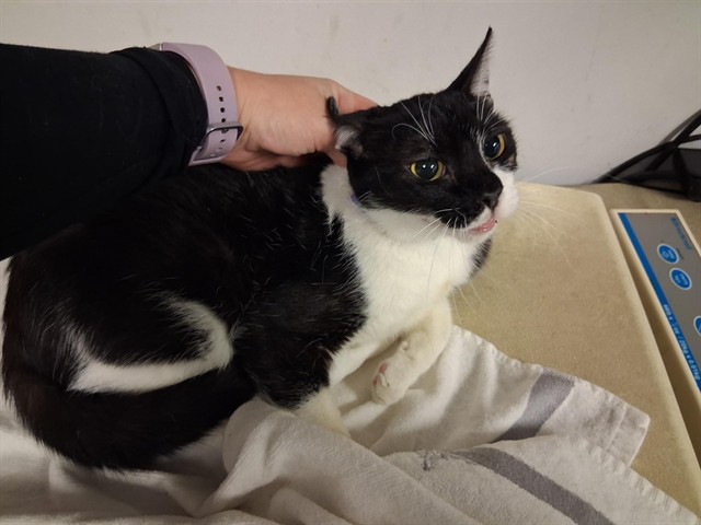 Adoptable Cat