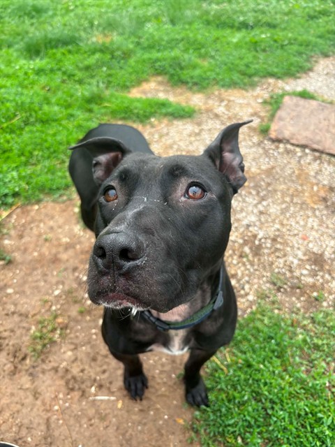 Buddy