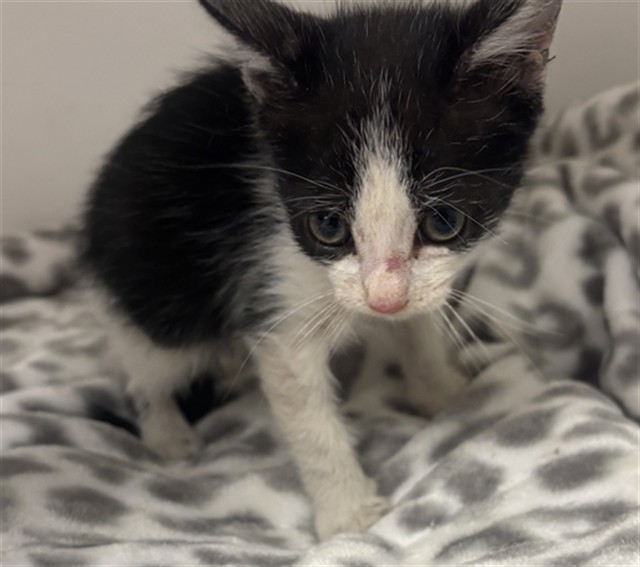 Mushu - In Foster