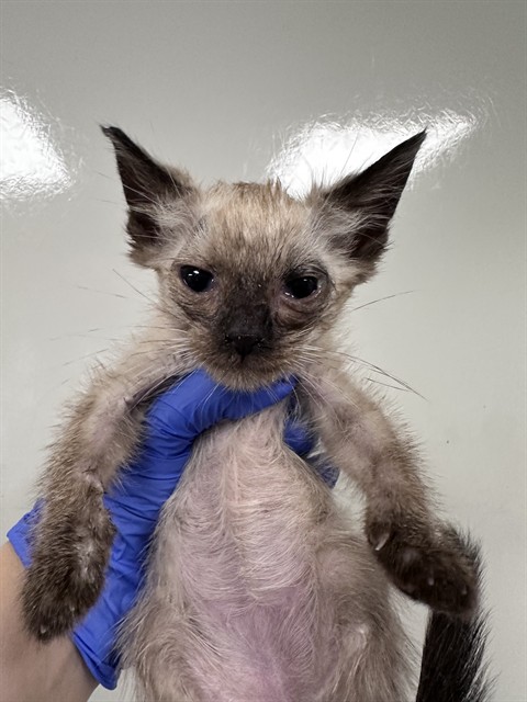 Gizmo - In Foster