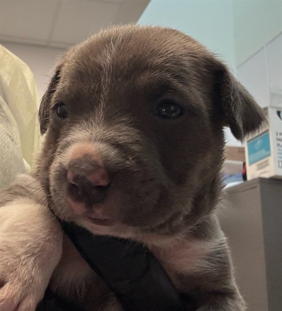 Adoptable Dog