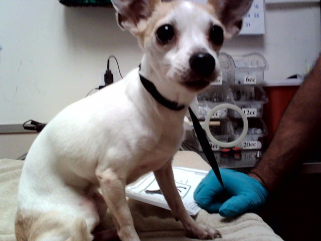 Princess Peanut