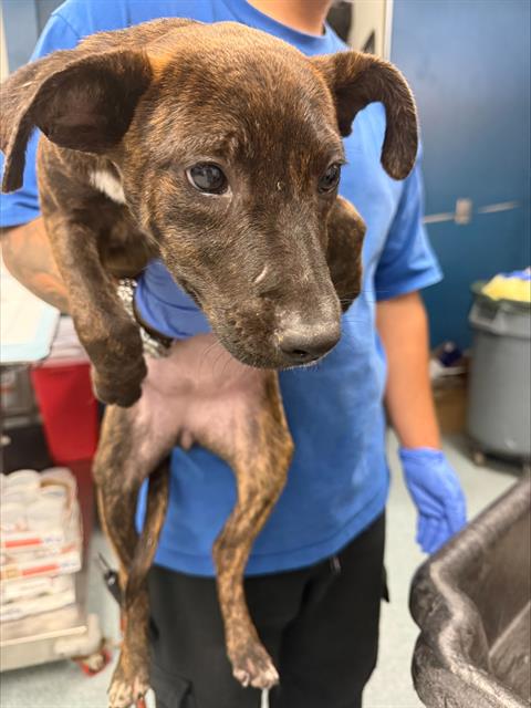 Adoptable Dog