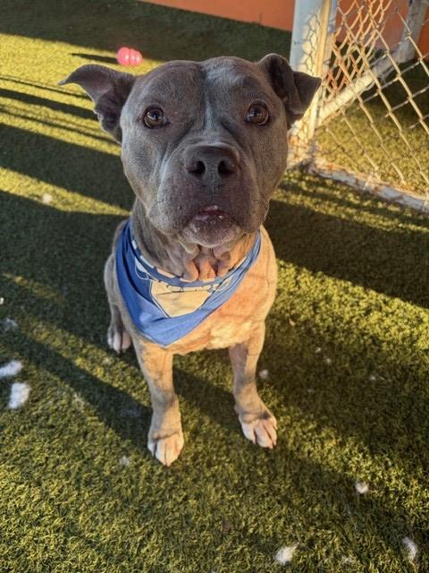 Pumba
