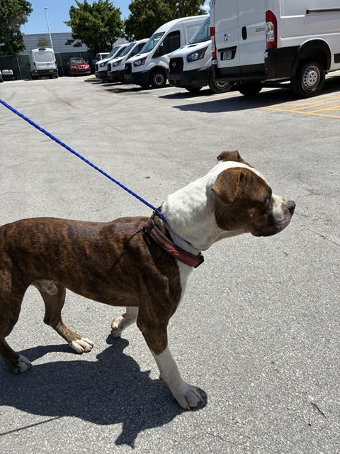 Big Guy