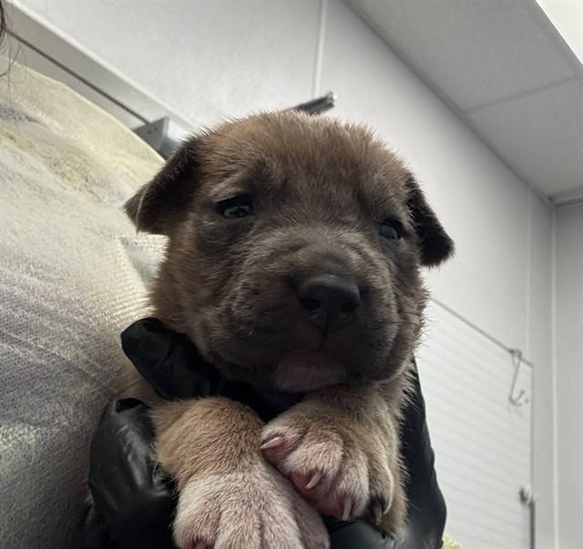 Adoptable Dog