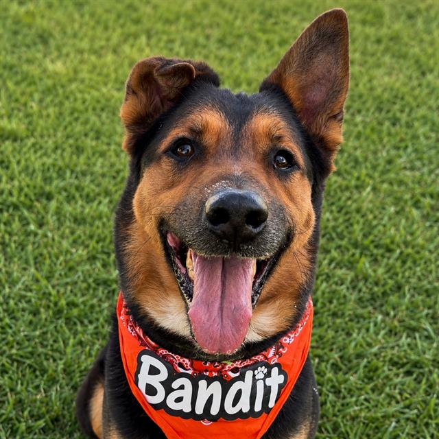Bandit