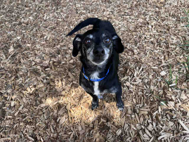 Duke