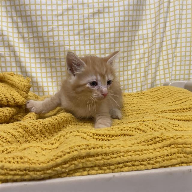 Adoptable Cat