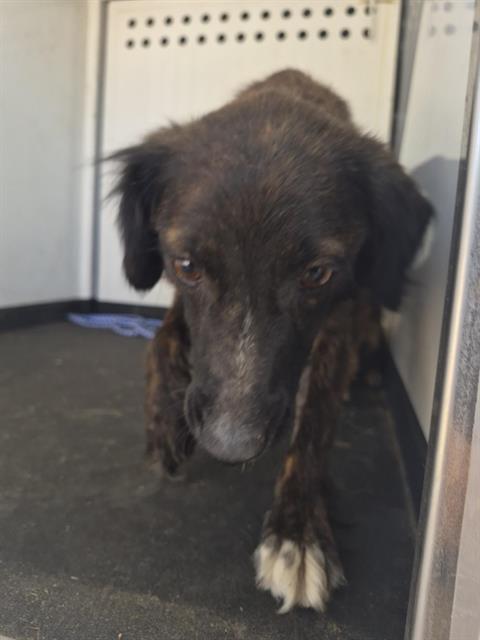 Adoptable Dog
