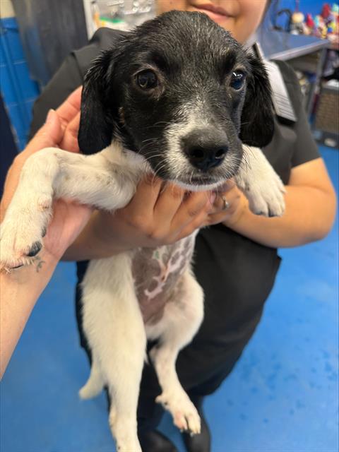 Adoptable Dog