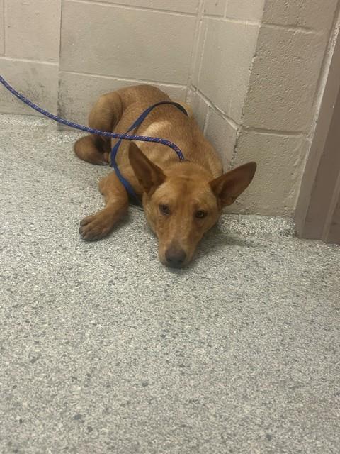 Adoptable Dog