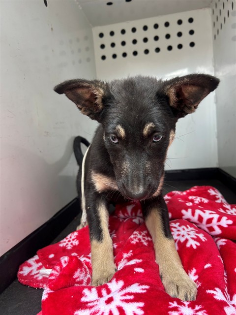 Adoptable Dog