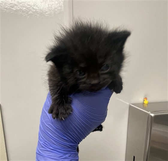 Whitney - Adoption Pending