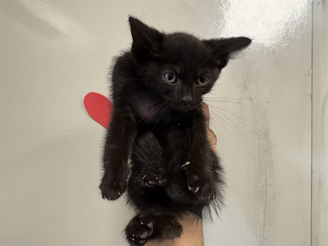 Quasi - Needs Foster