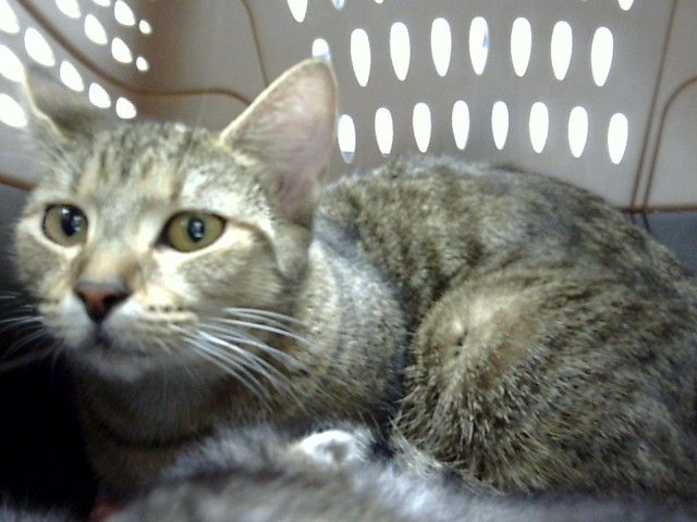 Adoptable Cat