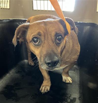Adoptable Dog