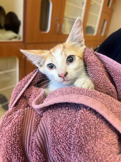 Adoptable Cat
