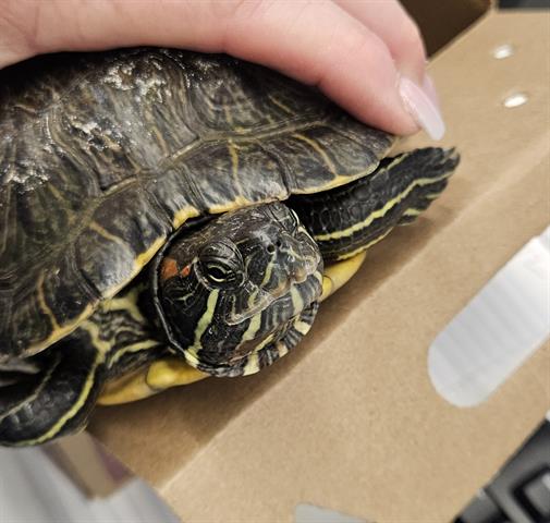 Adoptable pet