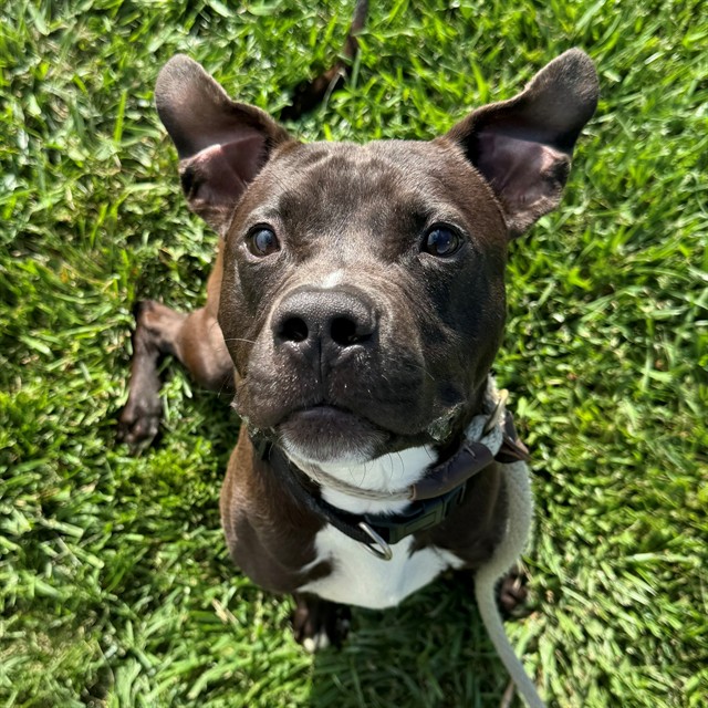 Odie