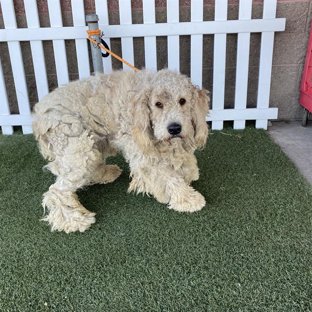 *Archie