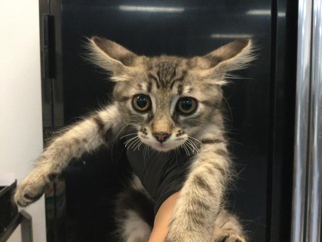 Adoptable Cat
