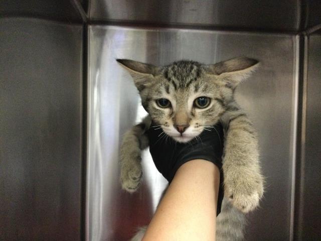 Adoptable Cat