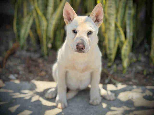 Ginny