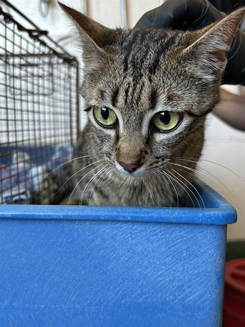 Adoptable Cat