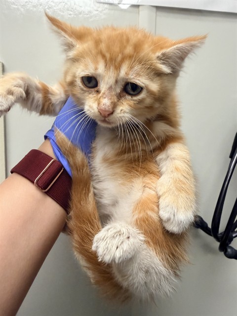 Clementine - In Foster